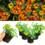 Set of 3 Large Plants - Calibrachoa Cabaret Diva Orange, Outdoor Garden Ready