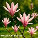 Magnolia Susan Plant