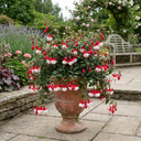 3 Trailing Fuchsia Sir Matt Busby Plants, Red & White, 10.5cm Pots, Summer Bedding