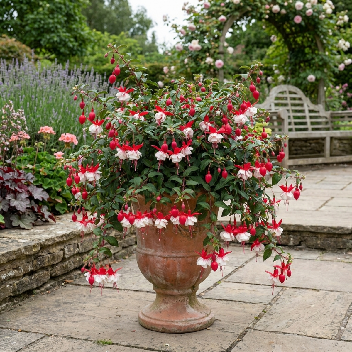 Fuchsia 'Sir Matt Busby' – Red & White Trailing Fuchsia (3 x 10.5cm Pots)