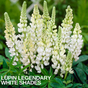 Lupin Legendary White Shades Plant (2L Pot)