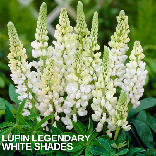 Group of lupin spires carrying creamy white pea flowers above deeply divided green leaves