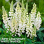 1 Large Plant - Lupin Legendary White Shades, Outdoor Garden Ready, 2L Rootball