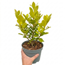 Griselinia Littoralis Plant (2L Pot)