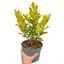 1 Large Hedge Plant - Griselinia Littoralis, Outdoor Garden Ready, 2L Pot