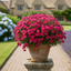 1 Large Plant - Dianthus Pink Celebration, Ready to Plant in Your Garden, 2L Pot