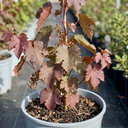 Vitis Strawberry Wine Grape Vine Plants