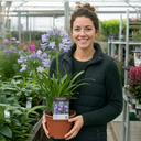 Agapanthus Charlotte Plant (2L Pot)