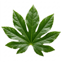 Fatsia Japonica Paper Plants