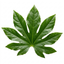 1 Fatsia Japonica Paper Plant, Shade Loving Large Leaf Easy Care Indoor Houseplant, 3 Litre Root Ball