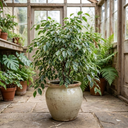 Ficus Twilight Weeping Fig Indoor Plants