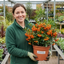 Pyracantha Saphyr Orange Firethorn Plants