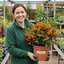 1 Pyracantha Saphyr Orange Firethorn Plant, Evergreen Hardy Hedge Climbing Shrub, 2 Litre Root Ball