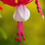 1 Large, Outdoor Garden Ready Plant - Fuchsia Snowcap, Peat Free 2L Pot