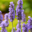 Lavander