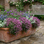 Set of 3 or 6 Thymus Precompa Thyme Herb Plants, Hardy Perennial Culinary Herb, Outdoor Garden Ready, 1 Litre Root-Ball