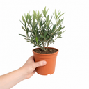 Mini Olive Bush, 1.5Ltr Pots, Small Olive Tree UK