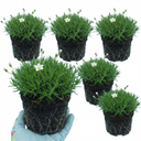 Arenaria Ronda Plants (Set of 3 or 6)