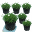 Set of 3 or 6 Large Plants - Arenaria Ronda, Ready to Plant in Your Garden, 1L