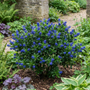 Ceanothus Puget Blue Plant | California Lilac Hardy Evergreen Blue Flowering Shrub Plant (3L Pot)