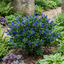 1 Ceanothus Puget Blue Plant | California Lilac Hardy Evergreen Blue Flowering Shrub, 3L Root-Ball