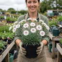 Dianthus Coconut Sundae Cottage Pinks Plants