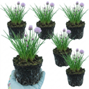Fresh Chive Herb Plants (Set of 3 or 6)