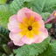 Set of 3 or 6 Large Plants - Polyanthus Stella Champagne, Ready to Plant in Your Garden, 1L