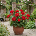 Geranium Calliope Landscape Fire Plants (Set of 3 or 6)