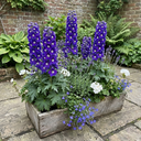 Delphinium Dark Blue White Bee Plants (Set of 3 or 6)