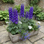 Set of 3 or 6 Delphinium Dark Blue White Bee Hardy Perennial Plants, Tall Cottage Garden Flowers, Outdoor Garden Ready, 1 Litre Root-Ball