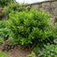 1 Large Hedge Plant - Griselinia Littoralis, Outdoor Garden Ready, 2L Pot