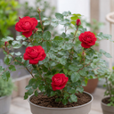 3Ltr Red Patio Rose Plant in Nursery Pot, Outdoor Pots