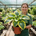 Hosta Atlantis Plants