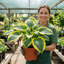 1 Large Hosta Atlantis Hardy Perennial Plant, Outdoor Garden Ready, 17cm Root-Ball, For Shade