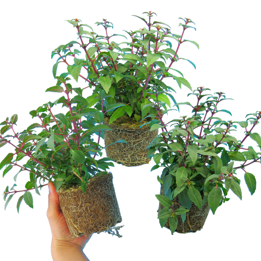 Fuchsia 'Diva Cherry & White' – Bush Fuchsia (Set of 3 or 6)