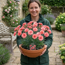 Cottage Pinks Dianthus Sugar Coral Plant