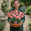 1 Cottage Pinks Dianthus Sugar Coral, Fragrant Hardy Summer Flowering Perennial Garden Plant, 17cm Root-Ball