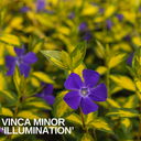 Vinca Minor ‘Illumination’ Plant