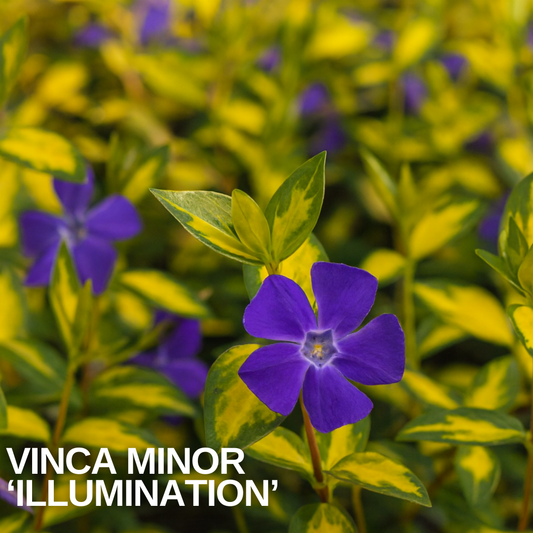 Vinca minor 'Illumination' carpet of bright gold leaves edged green, with a violet-blue flower
