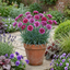 Set of 3 or 6 Large Plants - Pink Purple Carnation, Ready to Plant in Your Garden, 10.5 cm
