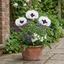 3 Papaver Orientale Royal Wedding Poppy Plants, Garden Ready Hardy Perennial, 1 Litre Root Ball