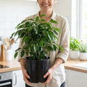 Ficus Danielle Weeping Fig Indoor Plants
