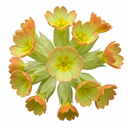 Primula Veris Lime with Orange Plants (Set of 3 or 6)
