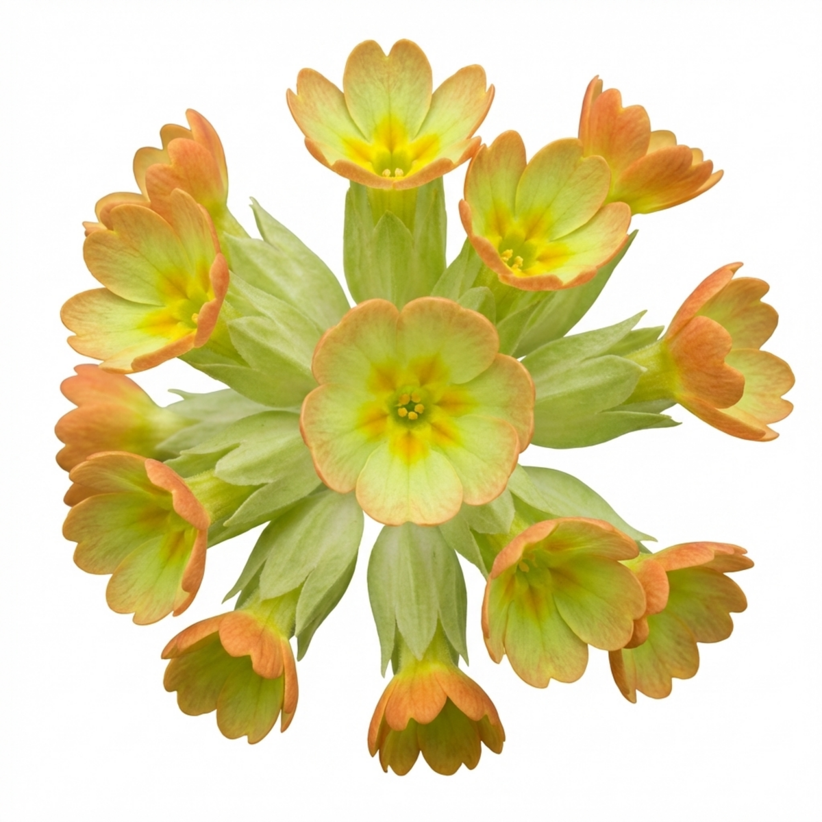 Primula veris 'Lime with Orange' (Cowslip) – Hardy Spring Perennial (Set of 3 or 6)