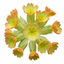 Set of 3 or 6 Primula Veris Lime with Orange Plants, Hardy Spring Flowering Perennial, 11cm Root-Ball