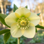 1 Large Plant - Hellebore Winter Sunshine, Ready to Plant in Your Garden, 2L Pot