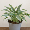 3Ltr Hosta Tears from Heaven, Shade Perennial, Nursery Pots