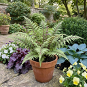 Lady Fern Athyrium Lady in Red Plants (Set of 3 or 6)
