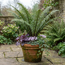Shield Fern Dryopteris Atrata Plants (Set of 3 or 6)